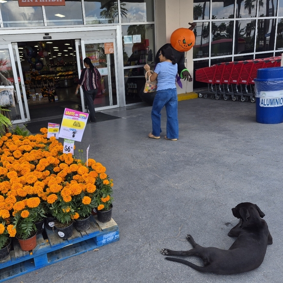 ♡🐶 - Picture 2 of 7